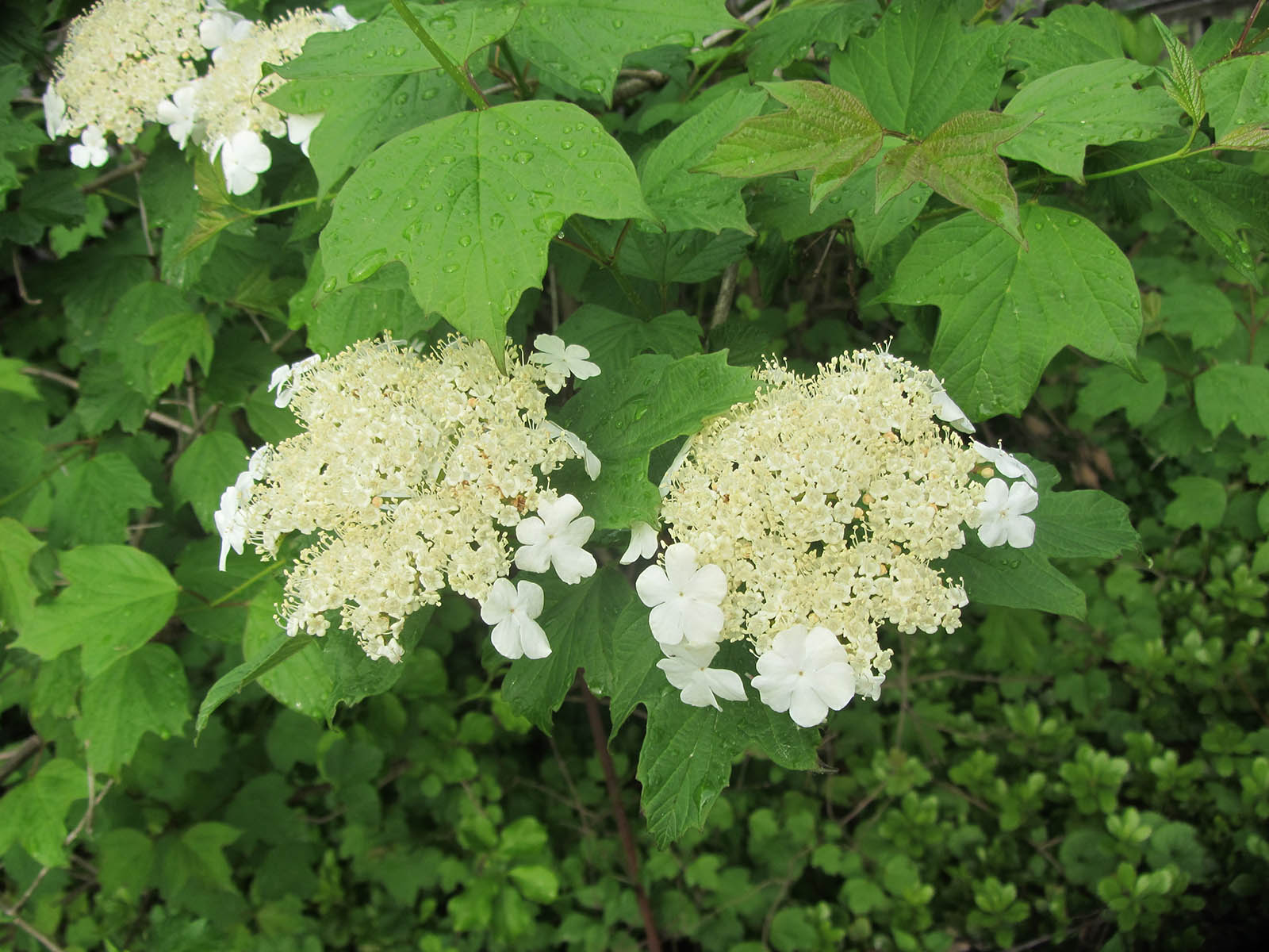 🌺 Only a Botanist Can Pass This Quiz on North American Plants — How Well Can You Do? Viburnum Trilobum Wentworth
