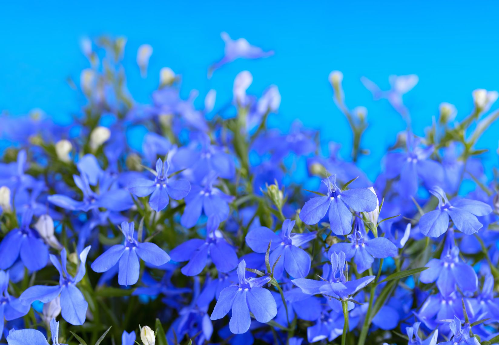 🌺 Only a Botanist Can Pass This Quiz on North American Plants — How Well Can You Do? Lobelia Flowers