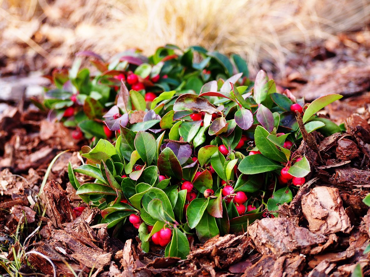 🌺 Only a Botanist Can Pass This Quiz on North American Plants — How Well Can You Do? Wintergreen Plants