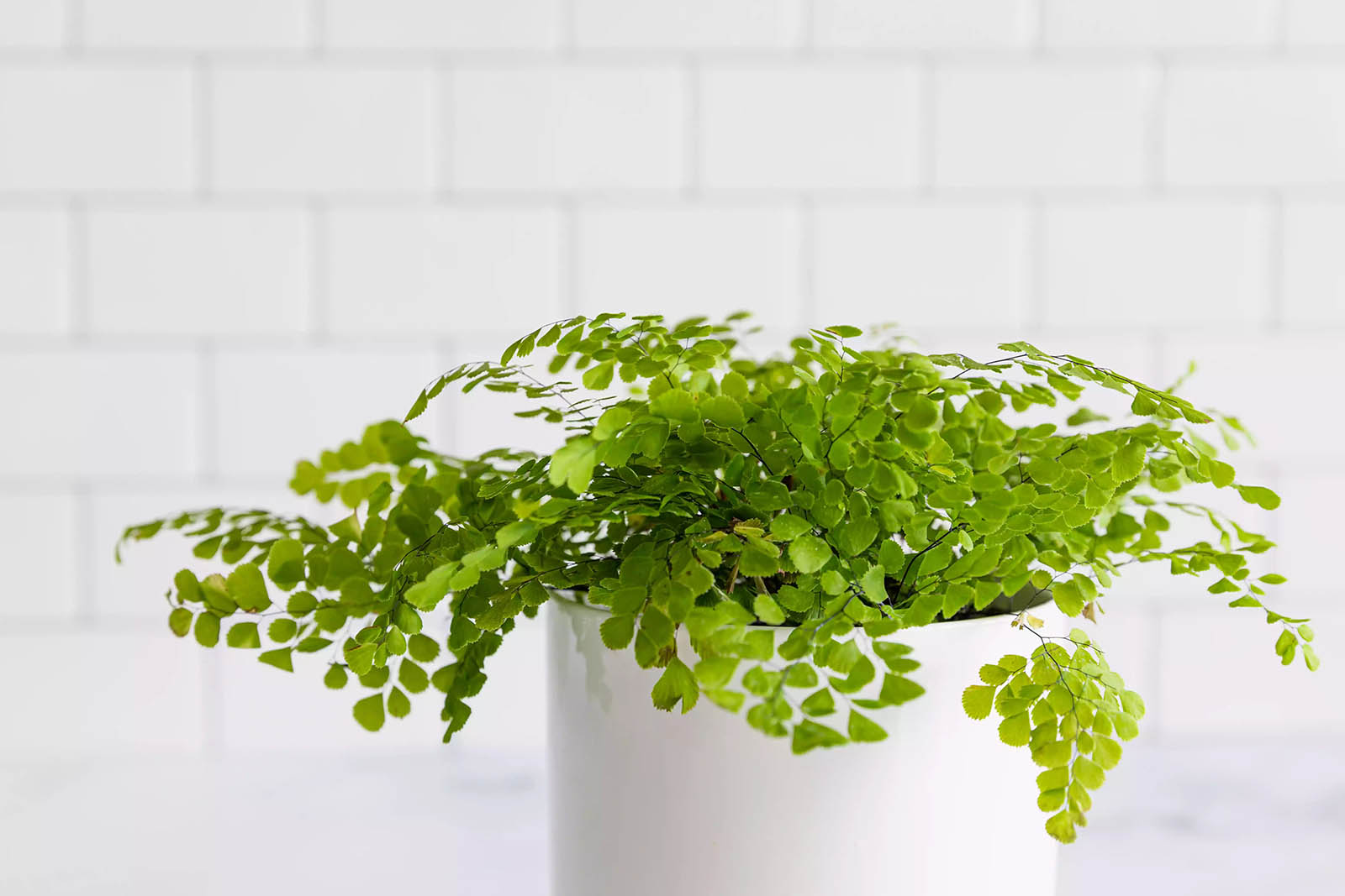 🌺 Only a Botanist Can Pass This Quiz on North American Plants — How Well Can You Do? Maidenhair Fern