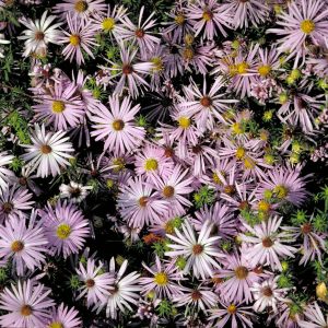 🌺 Only a Botanist Can Pass This Quiz on North American Plants — How Well Can You Do? Aster oblongifolius