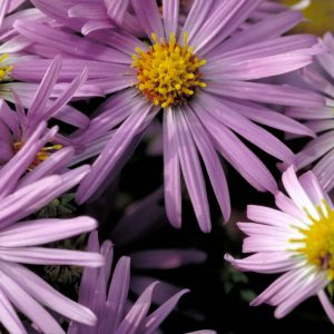 🌺 Only a Botanist Can Pass This Quiz on North American Plants — How Well Can You Do? Teasel