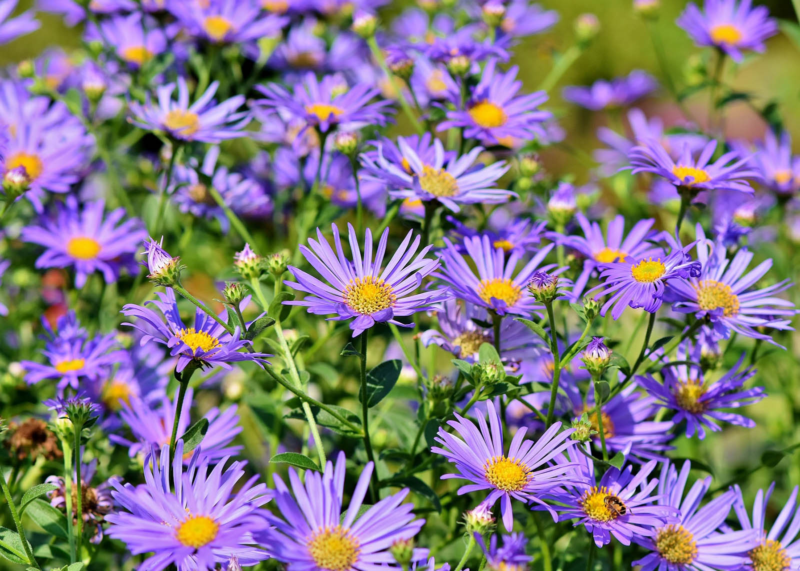 🌺 Only a Botanist Can Pass This Quiz on North American Plants — How Well Can You Do? Aster Oblongifolius