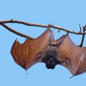 🦘 Even Wildlife Experts Can’t Get a Perfect Score on This Animal Quiz — Can You? Bats