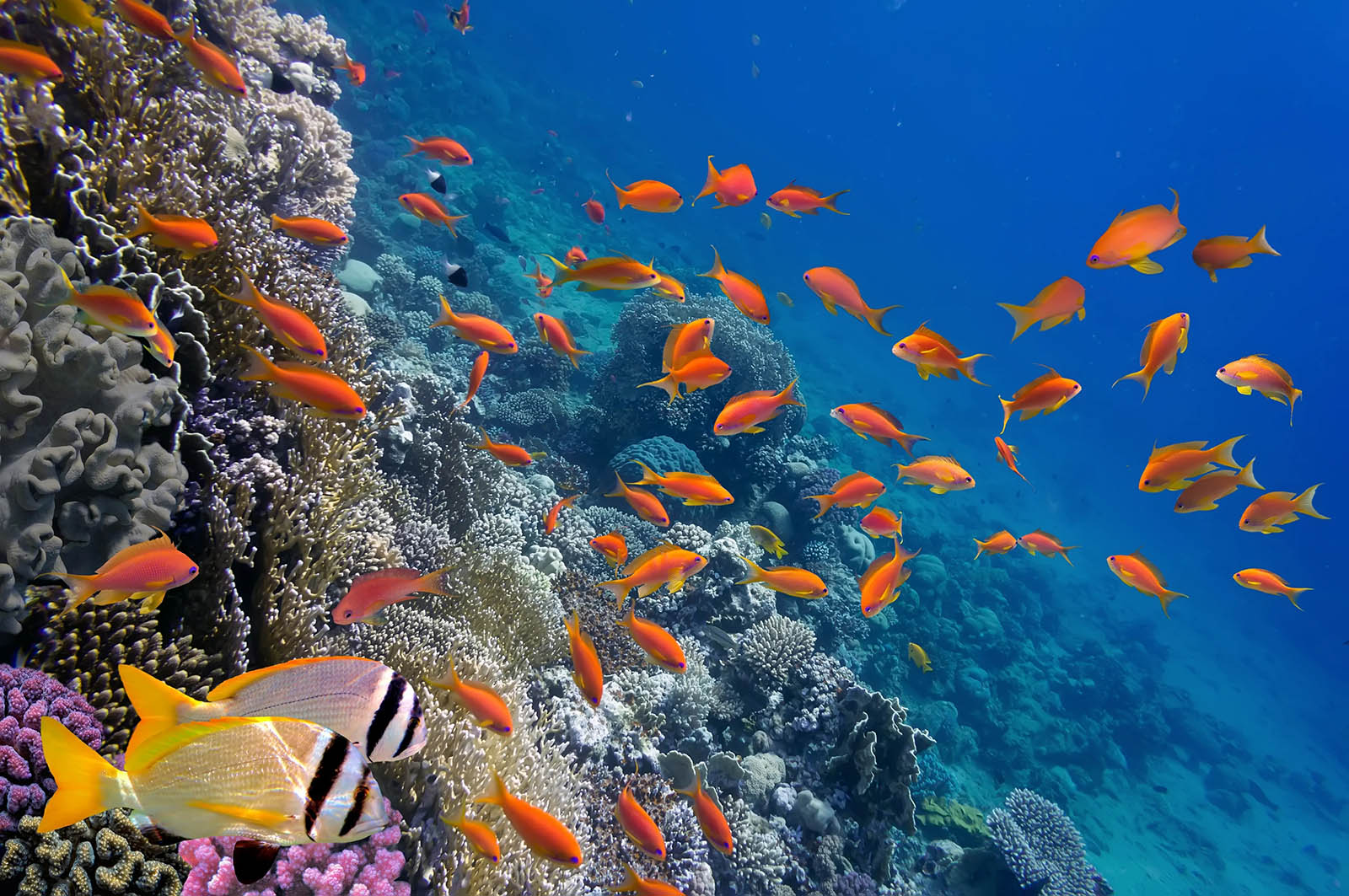 Fish Underwater Ocean