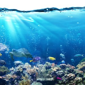 Guess The Disney Movie Titles Quiz Underwater