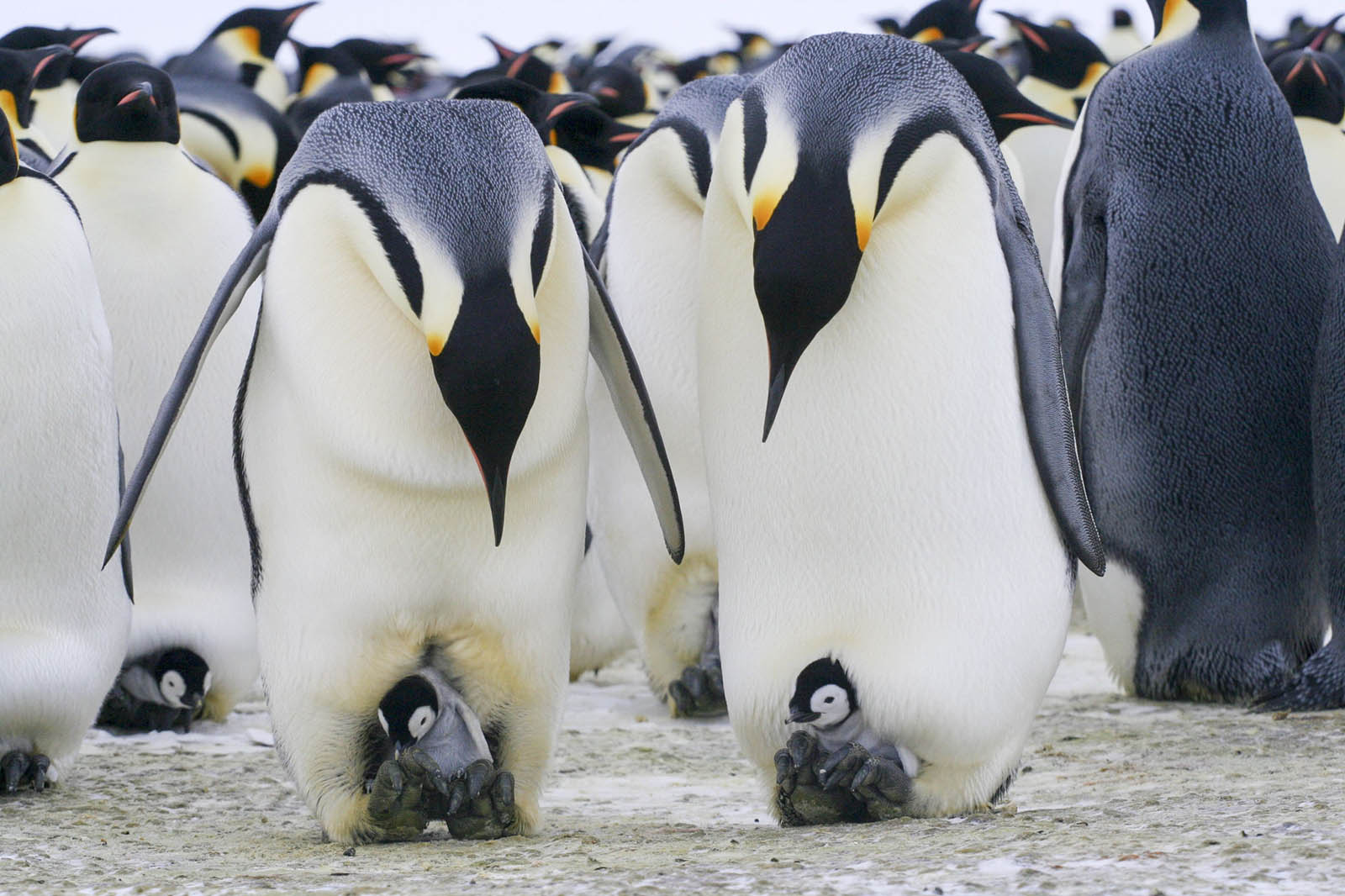 Can You Make It Around the 🌎 World With This 28-Question Trivia Quiz? Emperor Penguins