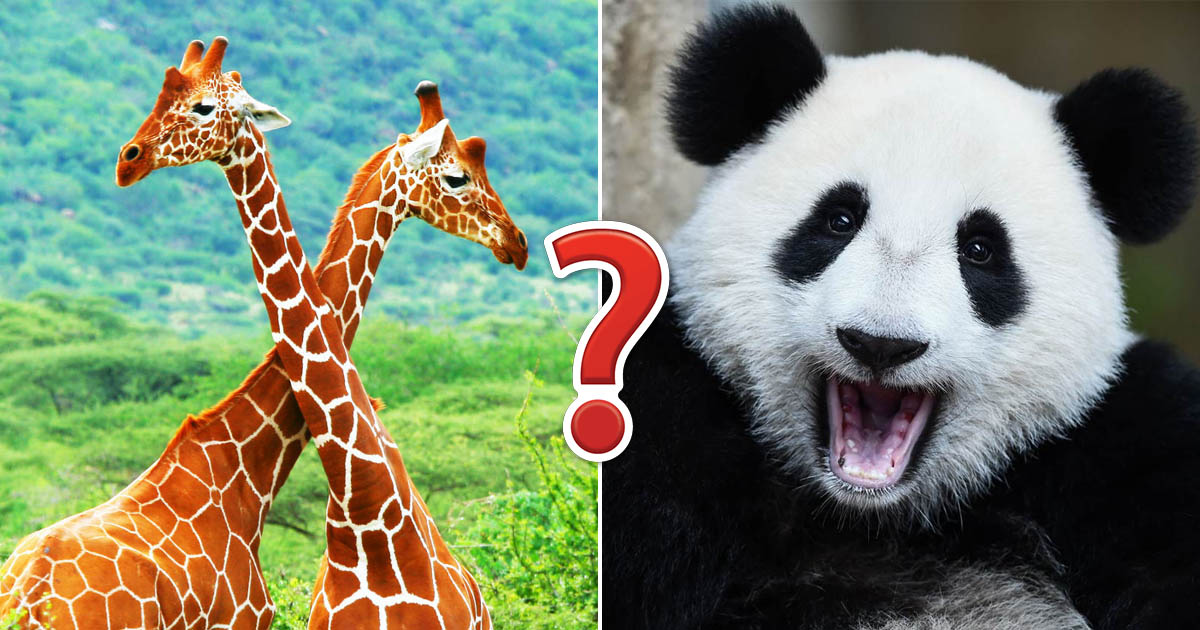 🦘 Even Wildlife Experts Can’t Get a Perfect Score on This Animal Quiz — Can You?