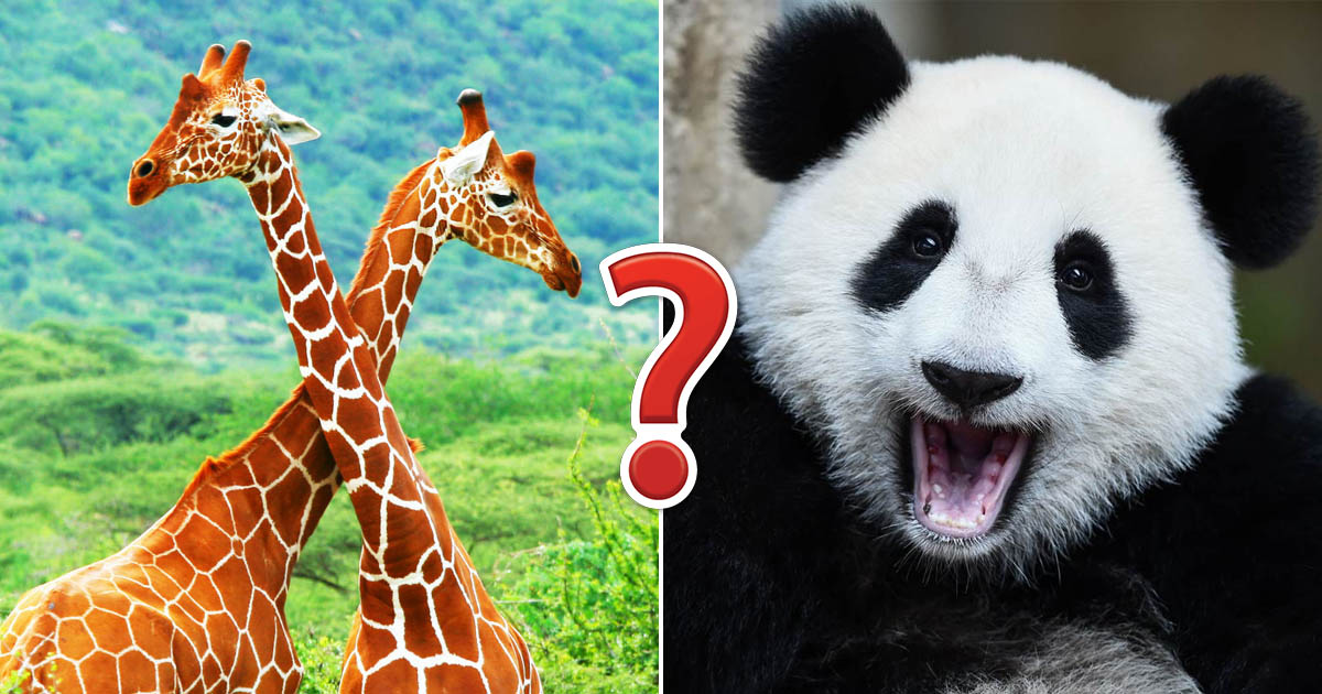 Even Wildlife Experts Can't Get Perfect Score on This Animal Quiz — Can You?