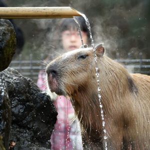 Can You Pass This “Jeopardy!” Trivia Quiz About Animals? What are capybaras?