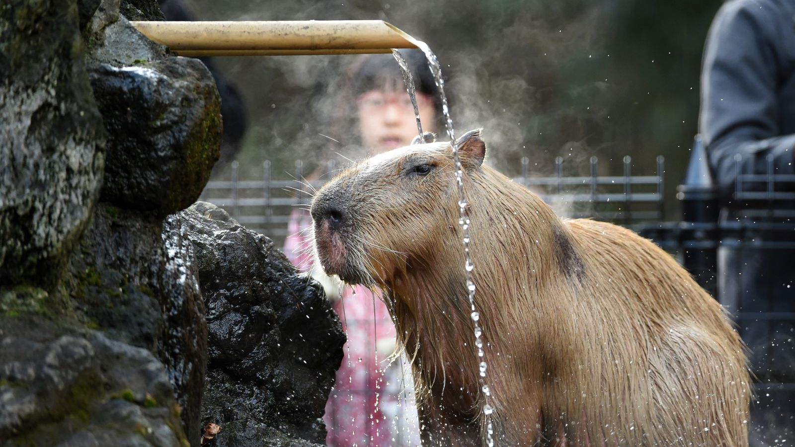 Can You Match 16 of Animals to Their Native Continent? Quiz Capybara