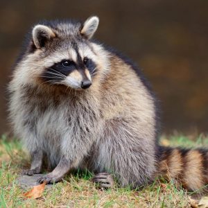 Can You Pass This “Jeopardy!” Trivia Quiz About Animals? What is a raccoon?