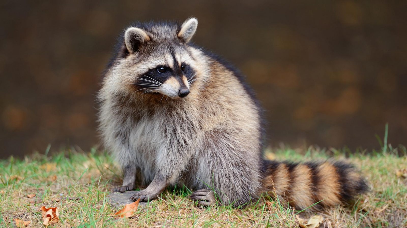 Can You Match 16 of Animals to Their Native Continent? Quiz 06 Raccoon N America