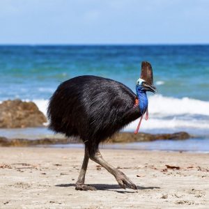 Second Largest Animals Cassowary