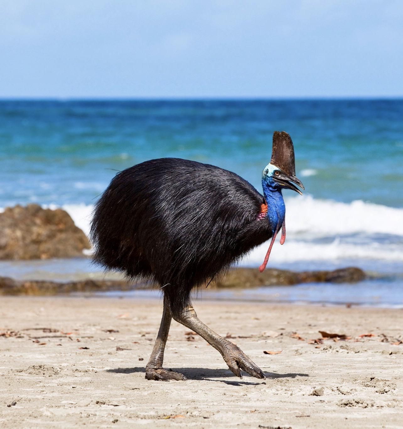 Can You Match 16 of Animals to Their Native Continent? Quiz 07 Southern Cassowary Australia