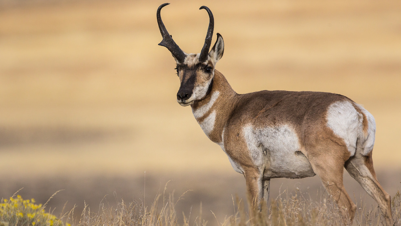 Can You Match 16 of Animals to Their Native Continent? Quiz 08 Pronghorn N America