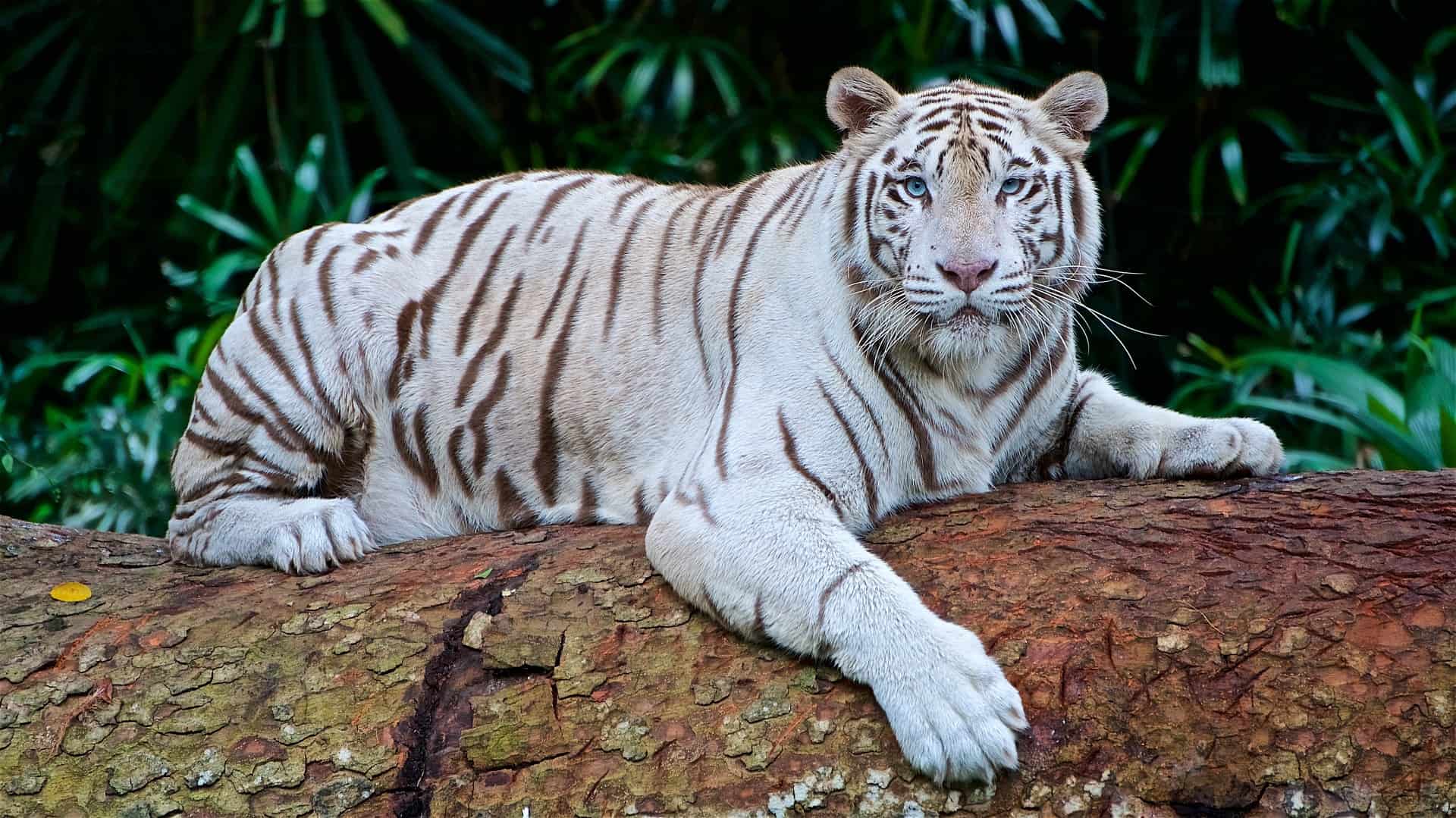 Can You Match 16 of Animals to Their Native Continent? Quiz 09 White Tiger Asia