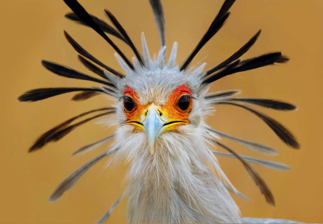 Can You Match 16 of Animals to Their Native Continent? Quiz Secretary bird