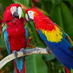 🧪 This Science Quiz Will Be Extremely Hard for Everyone Except Those With a Seriously High IQ 🧠 Scarlet macaw