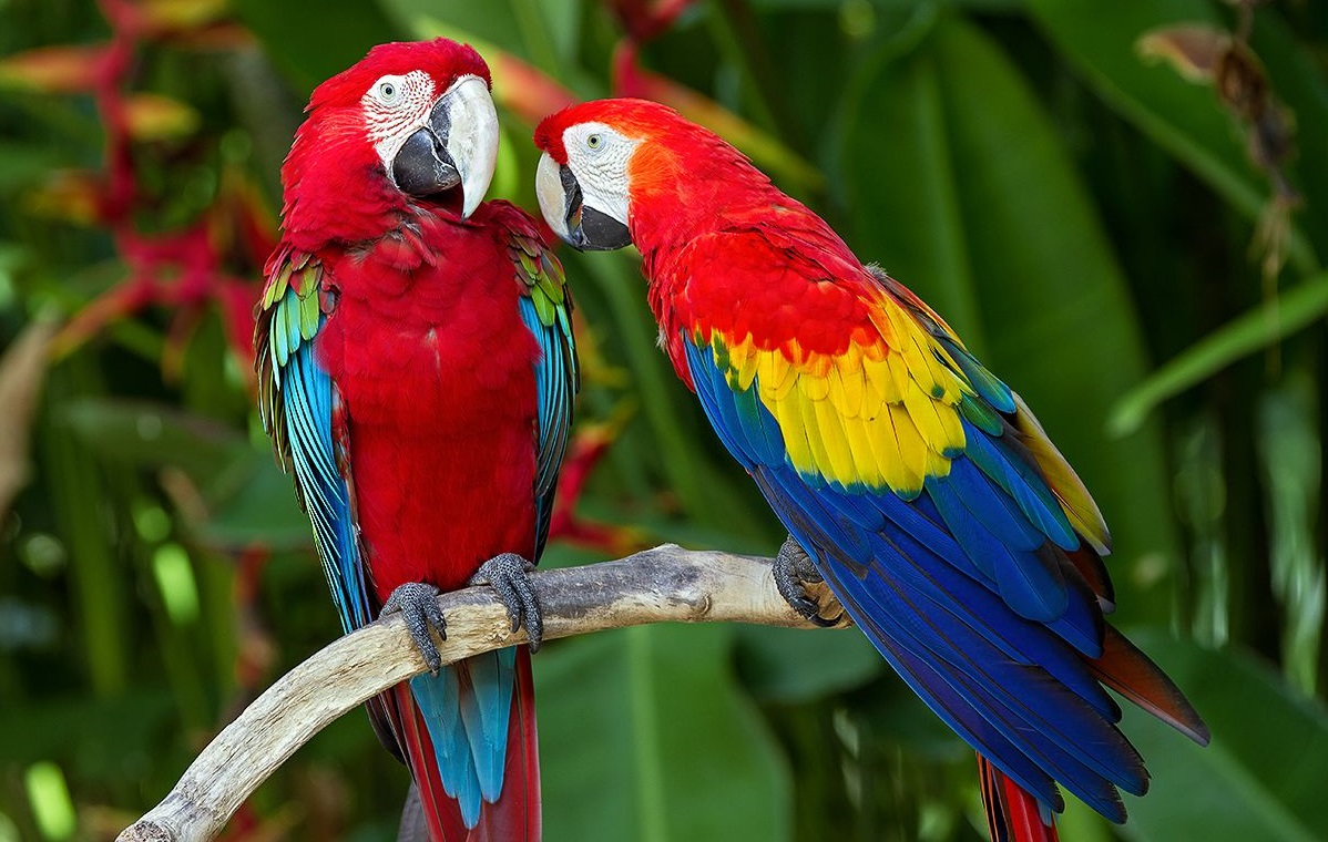 11 Scarlet Macaw S America