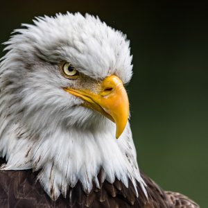 Can We Accurately Guess Your Zodiac Element Just by the Team of Animals You Build? Bald eagle