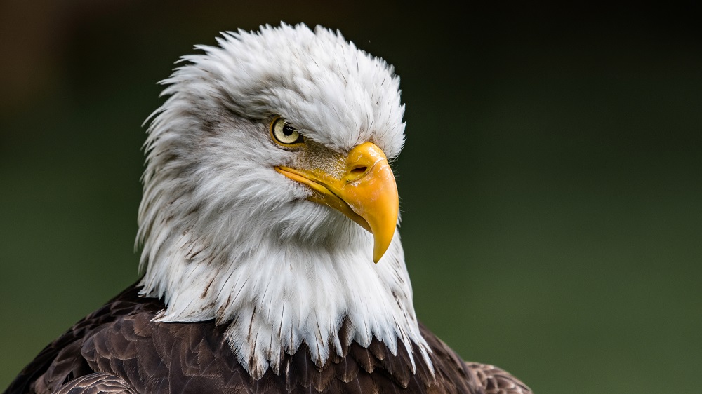 Can You Match 16 of Animals to Their Native Continent? Quiz Bald Eagle