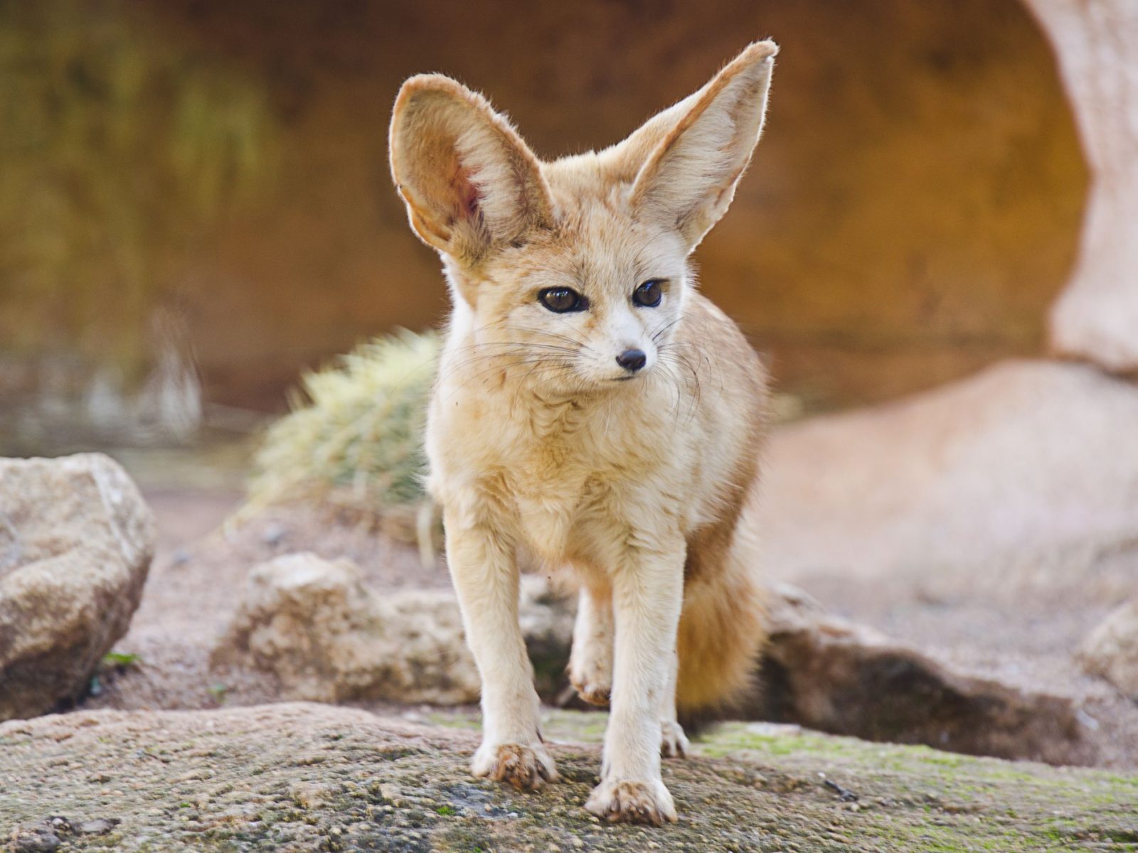 Can You Match 16 of Animals to Their Native Continent? Quiz 13 Fennec Fox