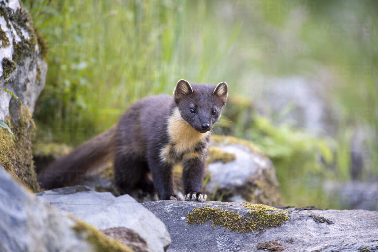 Can You Match 16 of Animals to Their Native Continent? Quiz Pine Marten Scotland