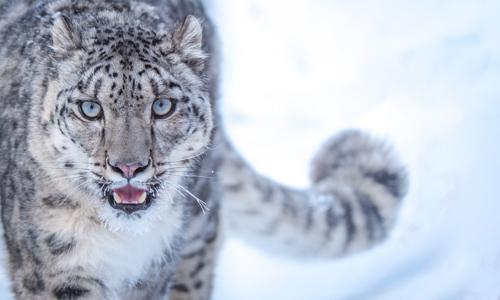 🦒 If You Score Less Than 10/15 on This Animal Quiz, You Need to Go Back to 4th Grade Snow Leopard