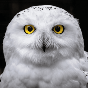 These Strange Questions Were Asked On Jeopardy! — Can Y… Quiz What is an owl?