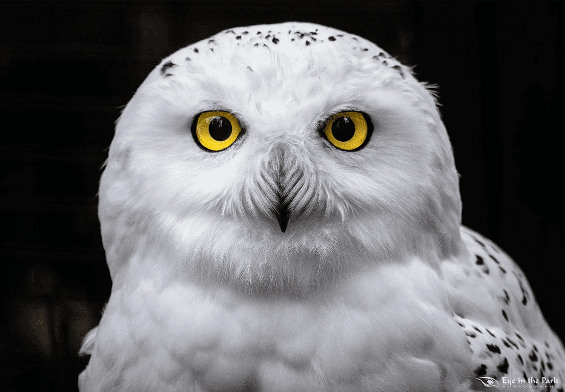 Can You Match 16 of Animals to Their Native Continent? Quiz Snowy Owl