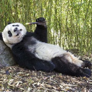 What Is Your Color Palette? Quiz Giant panda