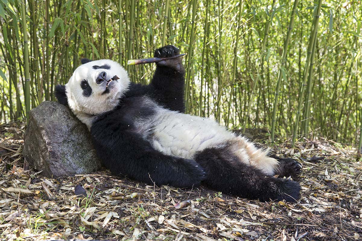 We’ll Honestly Be Impressed If You Score 17/22 on This General Knowledge Quiz Giant panda bear