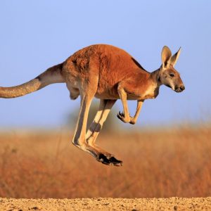 It’s OK If You Don’t Know Much About Science — Take This Quiz to Learn Something New Red kangaroo
