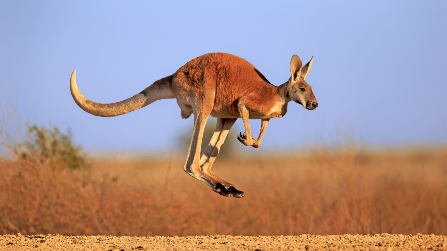 Can You Match These Animals With Their Natural Food Source? Red Kangaroo Australia