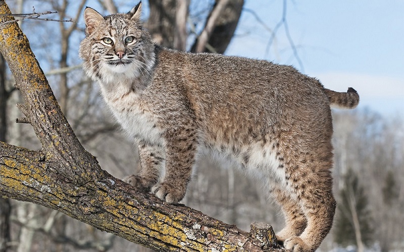 Can You Match 16 of Animals to Their Native Continent? Quiz bobcat