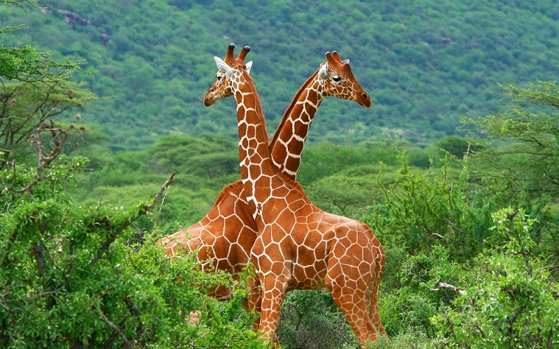🦒 If You Score Less Than 10/15 on This Animal Quiz, You Need to Go Back to 4th Grade Reticulated Giraffe Africa