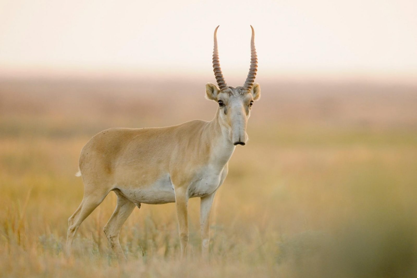 Can You Match 16 of Animals to Their Native Continent? Quiz 01 Saiga Antelope Asia