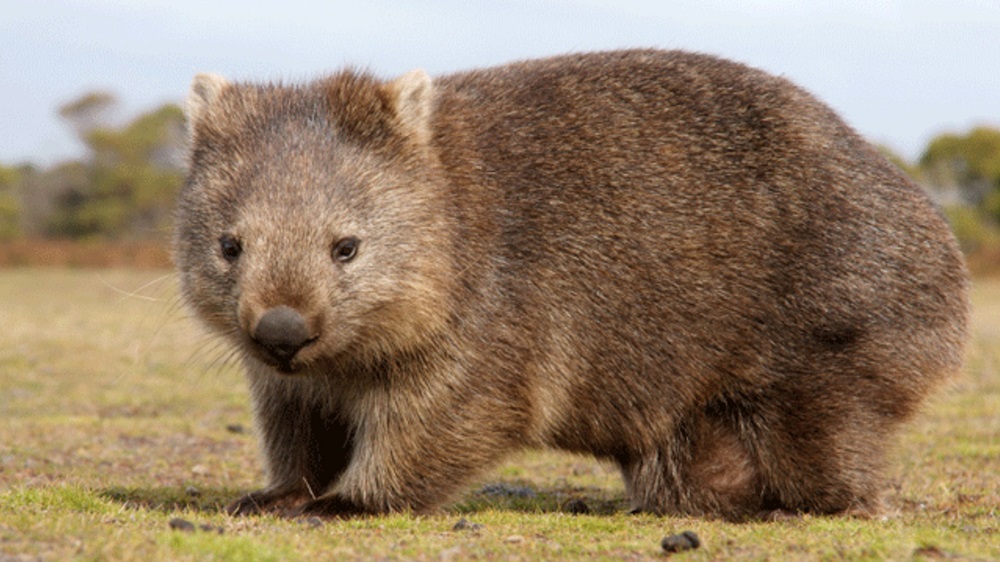 Can You Match 16 of Animals to Their Native Continent? Quiz 02 Wombat Australia