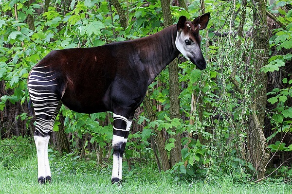 Can You Match 16 of Animals to Their Native Continent? Quiz Okapi