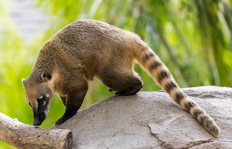 Can You Match 16 of Animals to Their Native Continent? Quiz 04 Coati S America