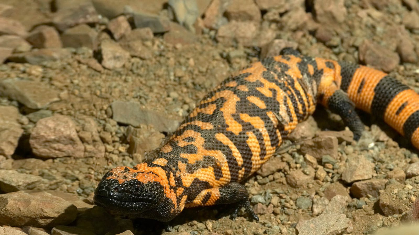 Can You Pass This “Jeopardy!” Trivia Quiz About Animals? A Gila Monster
