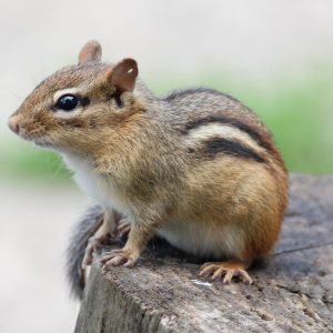 Can We Accurately Guess Your Zodiac Element Just by the Team of Animals You Build? Chipmunk