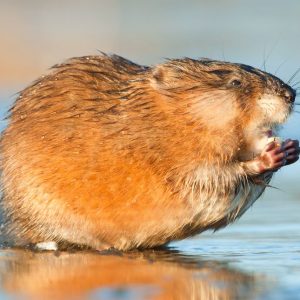 Can You Pass This “Jeopardy!” Trivia Quiz About Animals? What are muskrats?