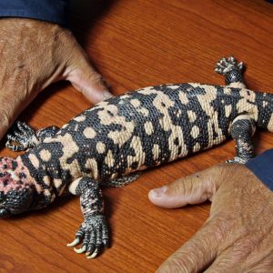 Can You Pass This “Jeopardy!” Trivia Quiz About Animals? What is a Gila monster?