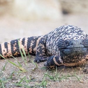 Can You Pass This “Jeopardy!” Trivia Quiz About Animals? What is a gharial?