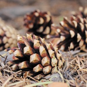 Plan Cozy Snow Day To Know Which Winter Comfort Food Yo… Quiz Cinnamon-scented pine cones