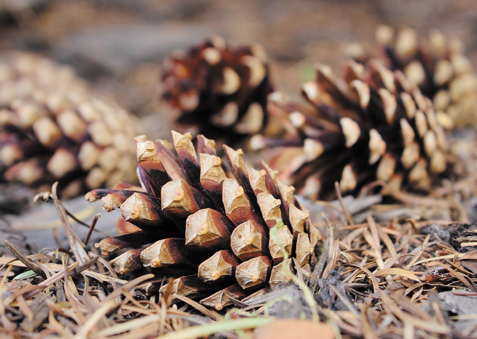 Can You Pass This “Jeopardy!” Trivia Quiz About Animals? Pine Cones
