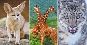 Can You Match 16 of Animals to Their Native Continent? Quiz