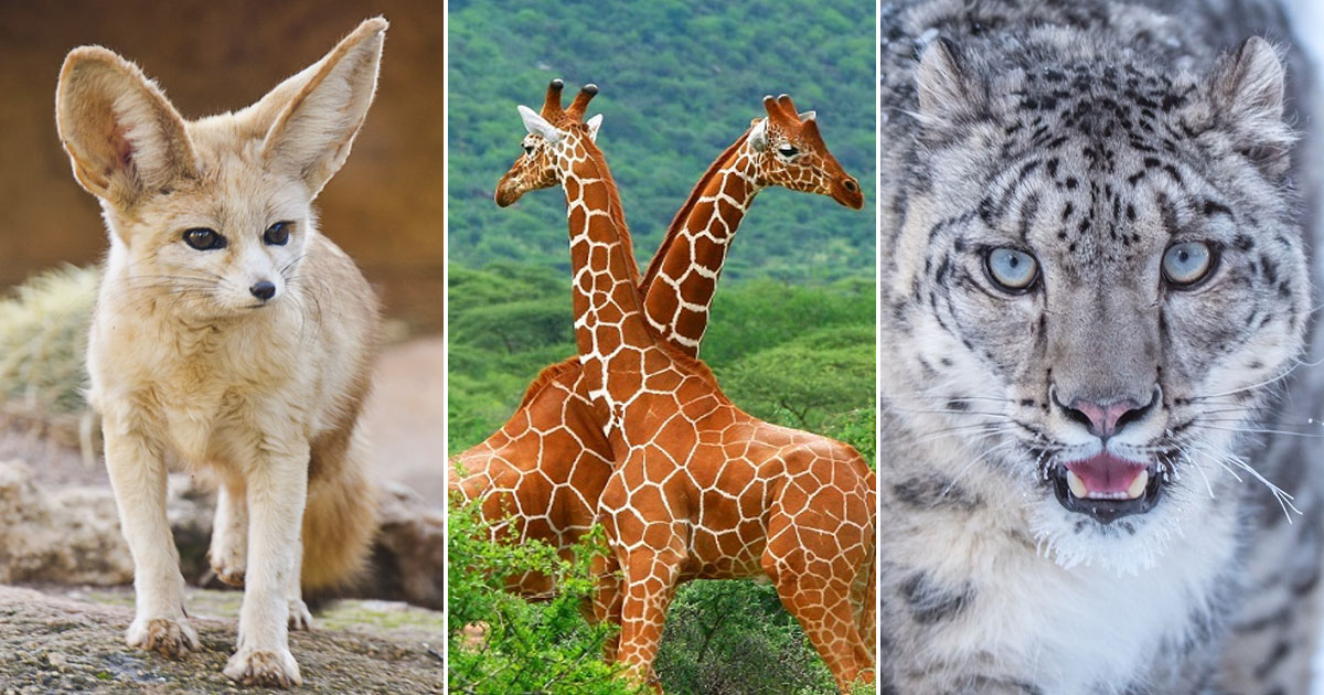 🐼 Can You Match 16/21 of These Animals to Their Native Continent?